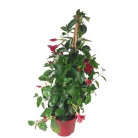 composition-été-entretien-fleurissement-sépultures-souvenir-fleuri-dipladénia-pyramide