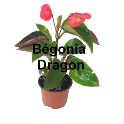 Bégonia Dragon pot