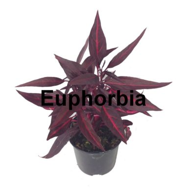 Euphorbia pot