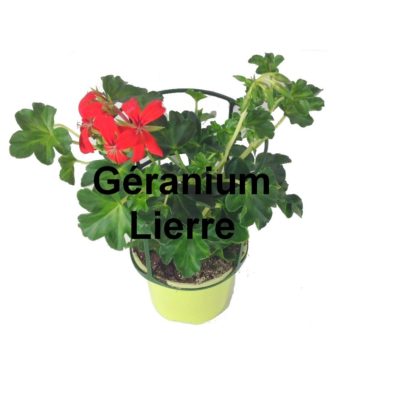 Géranium lierre pot